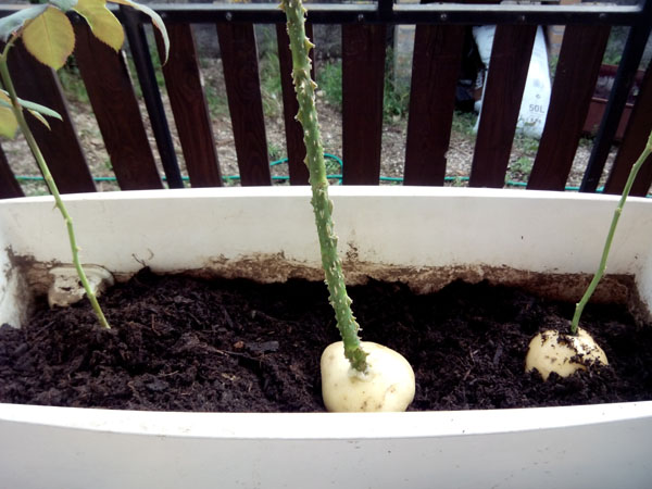 bouture dans pomme de terre